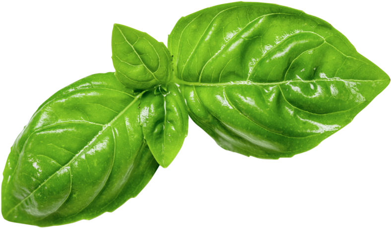 basil